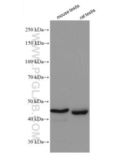 HORMAD1 Polyclonal antibody proteintech 28719-1-AP