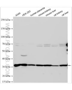 MPZL1 Polyclonal antibody proteintech 29784-1-AP