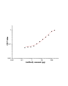 PR repeat Polyclonal antibody proteintech 23979-1-AP