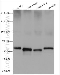 Perilipin 5 Polyclonal antibody proteintech 26951-1-AP