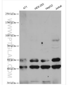 JNK Polyclonal antibody proteintech 51151-1-AP