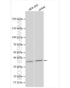 STX17 Polyclonal antibody proteintech 17815-1-AP