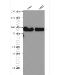 SP1 Polyclonal antibody proteintech 21962-1-AP