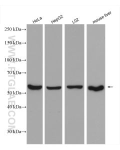 Catalase Polyclonal antibody proteintech 21260-1-AP