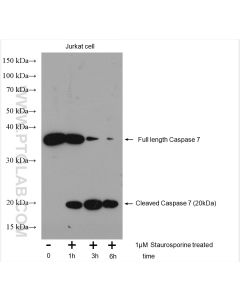 Caspase 7 Polyclonal antibody proteintech 27155-1-AP