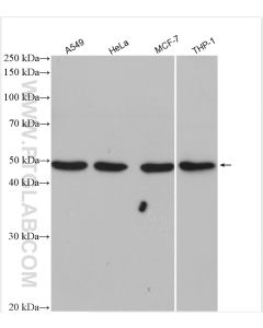 IRF9 Polyclonal antibody proteintech 14167-1-AP