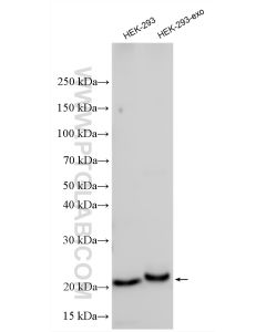 CD9 Polyclonal antibody proteintech 20597-1-AP