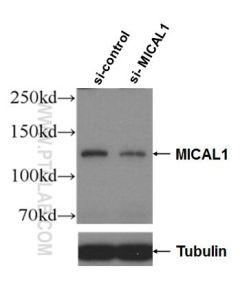 MICAL1 Polyclonal antibody proteintech 14818-1-AP