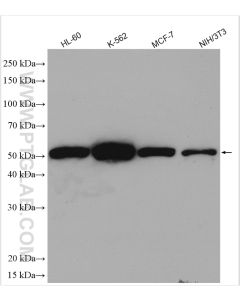 Cyclin A2 Polyclonal antibody proteintech 18202-1-AP