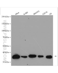 Annexin V Polyclonal antibody proteintech 11060-1-AP