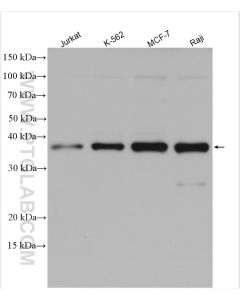 MCL1 Polyclonal antibody proteintech 16225-1-AP