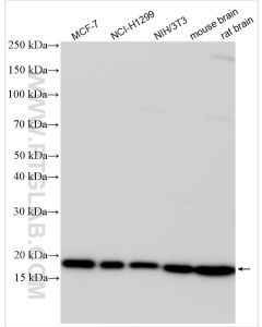 Cofilin Polyclonal antibody proteintech 10960-1-AP