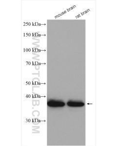 STOML2 Polyclonal antibody proteintech 10348-1-AP