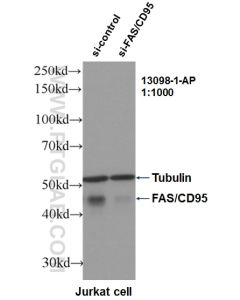 Fas/CD95 Polyclonal antibody proteintech 13098-1-AP