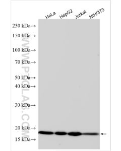RBM3 Polyclonal antibody proteintech 14363-1-AP