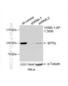 SFPQ Polyclonal antibody proteintech 15585-1-AP