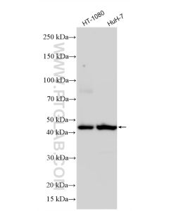 AGTR1 Polyclonal antibody proteintech 25343-1-AP