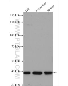 LIAS Polyclonal antibody proteintech 11577-1-AP