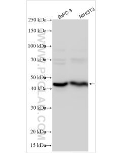 TMPRSS4 Polyclonal antibody proteintech 11283-1-AP