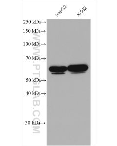 NFIL3 Polyclonal antibody proteintech 11773-1-AP