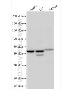 G6PC Polyclonal antibody proteintech 25771-1-AP