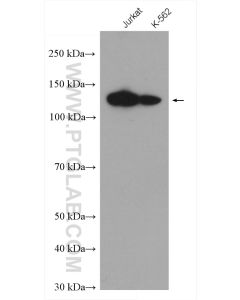 POLD1 Polyclonal antibody proteintech 15646-1-AP
