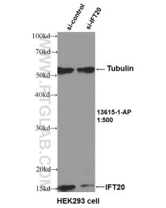IFT20 Polyclonal antibody proteintech 13615-1-AP