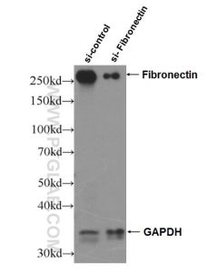 Fibronectin Polyclonal antibody proteintech 15613-1-AP