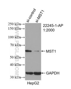 MST1 Polyclonal antibody proteintech 22245-1-AP