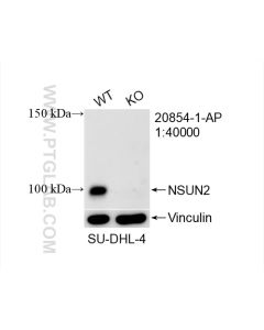 NSUN2 Polyclonal antibody proteintech 20854-1-AP