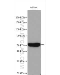 CYP3A4 Polyclonal antibody proteintech 18227-1-AP