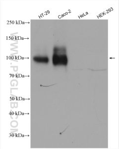 CD133 Polyclonal antibody proteintech 18470-1-AP