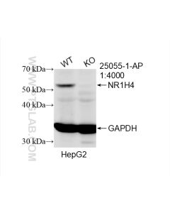 NR1H4 Polyclonal antibody proteintech 25055-1-AP