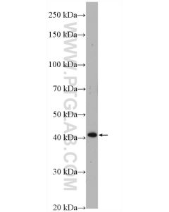 WNT3A Polyclonal antibody proteintech 26744-1-AP