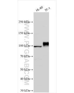 CD34 Polyclonal antibody proteintech 14486-1-AP