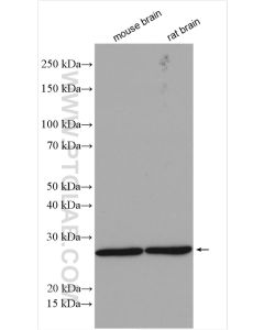 ATP6 Polyclonal antibody proteintech 55313-1-AP