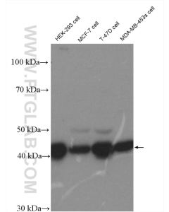 FKBPL Polyclonal antibody proteintech 10060-1-AP