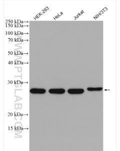 CHCHD3/MIC19 Polyclonal antibody proteintech 25625-1-AP