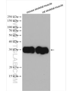 FHL1 Polyclonal antibody proteintech 10991-1-AP