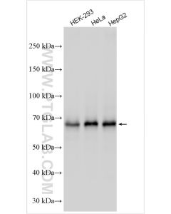 TRIM25 Polyclonal antibody proteintech 12573-1-AP