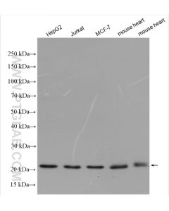 TIM23 Polyclonal antibody proteintech 11123-1-AP