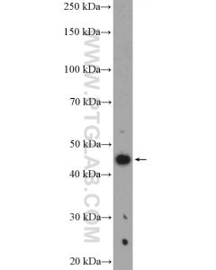 VEGFA Polyclonal antibody proteintech 26157-1-AP