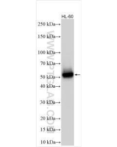 CD14 Polyclonal antibody proteintech 30796-1-AP