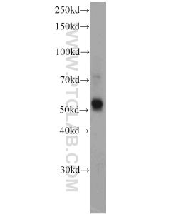 KMO Polyclonal antibody proteintech 10698-1-AP