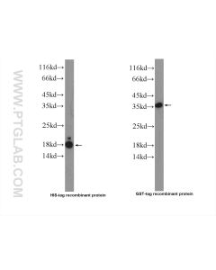 GR repeat Polyclonal antibody proteintech 23978-1-AP