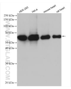 HSP60 Polyclonal antibody proteintech 15282-1-AP
