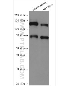 KL Polyclonal antibody proteintech 28100-1-AP