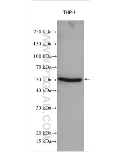FFAR2 Polyclonal antibody proteintech 19952-1-AP