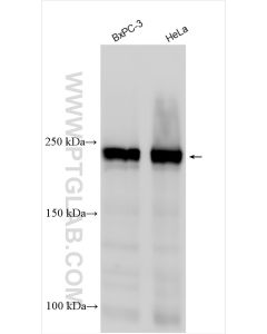 EIF4G1 Polyclonal antibody proteintech 15704-1-AP