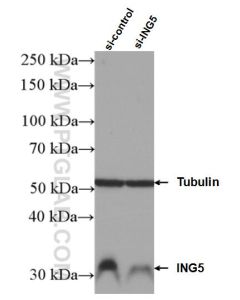 ING5 Polyclonal antibody proteintech 10665-1-AP